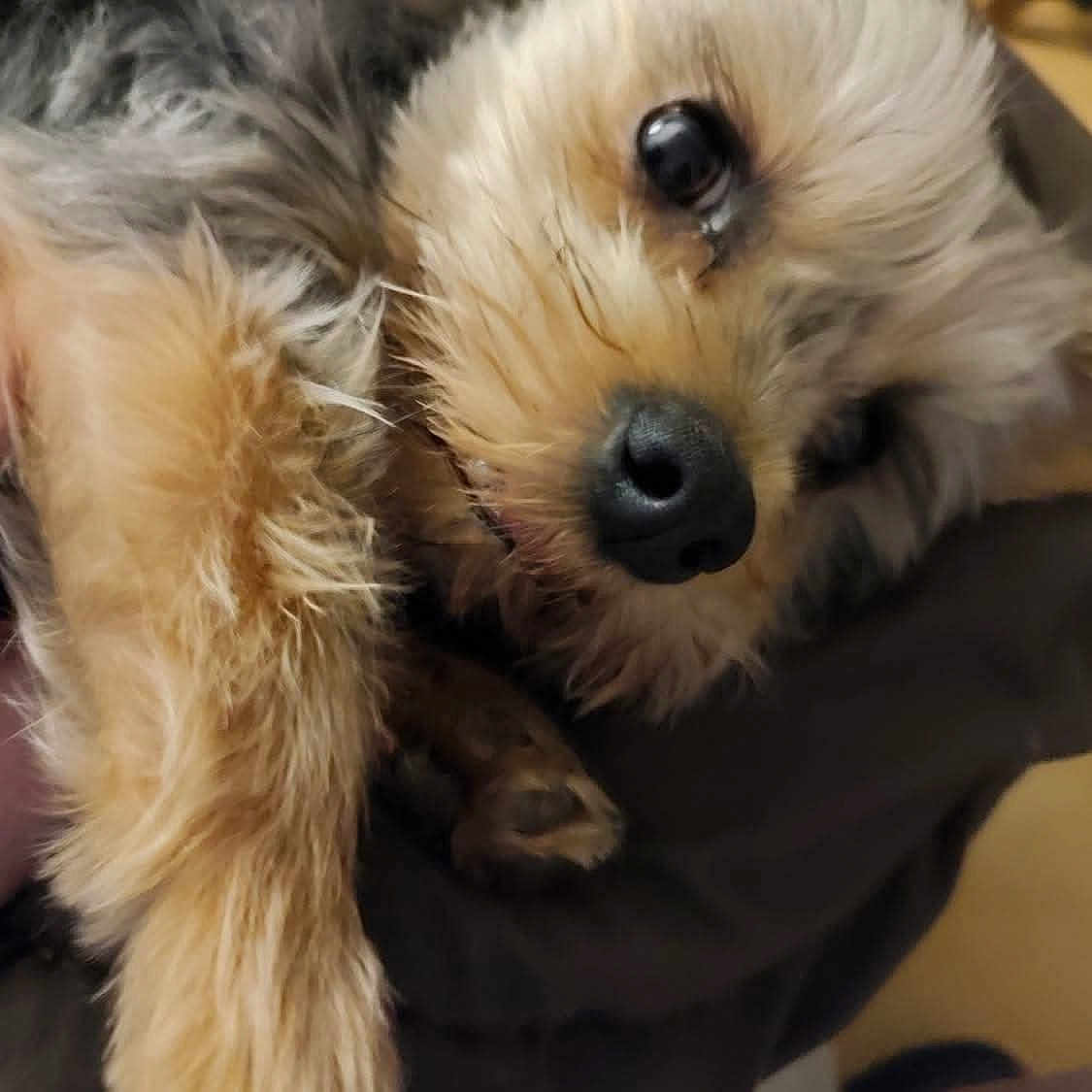Trésors participe au concours pour gagner de l'argent avec cette photo : dog, close_up, fluffy, cute, pet, animal, fur, nose, eye, paw, cuddly, comfort, indoors, brown_fur, black_nose, expression, resting, soft, portrait, domestic_animal