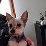 Trésors participe au concours pour gagner de l'argent avec cette photo : dog, small_dog, pet, indoor, ears, face, person_hand, window, table, household_items, curious, closeup, furry, animal, companion, cute, domestic, fur, canine, portrait