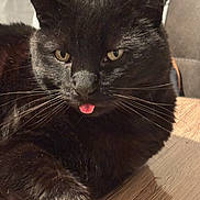Halloween a rejoint le concours — aidez-le/la à gagner de superbes lots ! black_cat, cat, pet, animal, tongue_out, whiskers, fur, indoor, wooden_surface, relaxed, close_up, cute, playful, chair, domestic_cat, feline, mammal, looking_at_camera, soft_light, resting