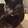 black_cat, cat, pet, animal, tongue_out, whiskers, fur, indoor, wooden_surface, relaxed, close_up, cute, playful, chair, domestic_cat, feline, mammal, looking_at_camera, soft_light, resting