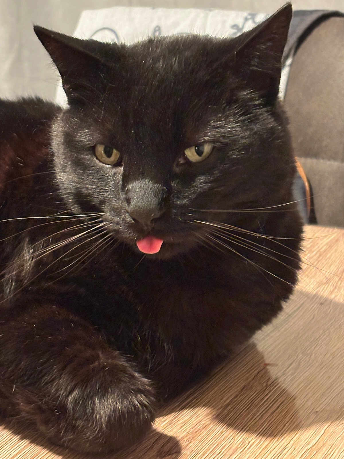 Halloween a rejoint le concours — aidez-le/la à gagner de superbes lots ! black_cat, cat, pet, animal, tongue_out, whiskers, fur, indoor, wooden_surface, relaxed, close_up, cute, playful, chair, domestic_cat, feline, mammal, looking_at_camera, soft_light, resting