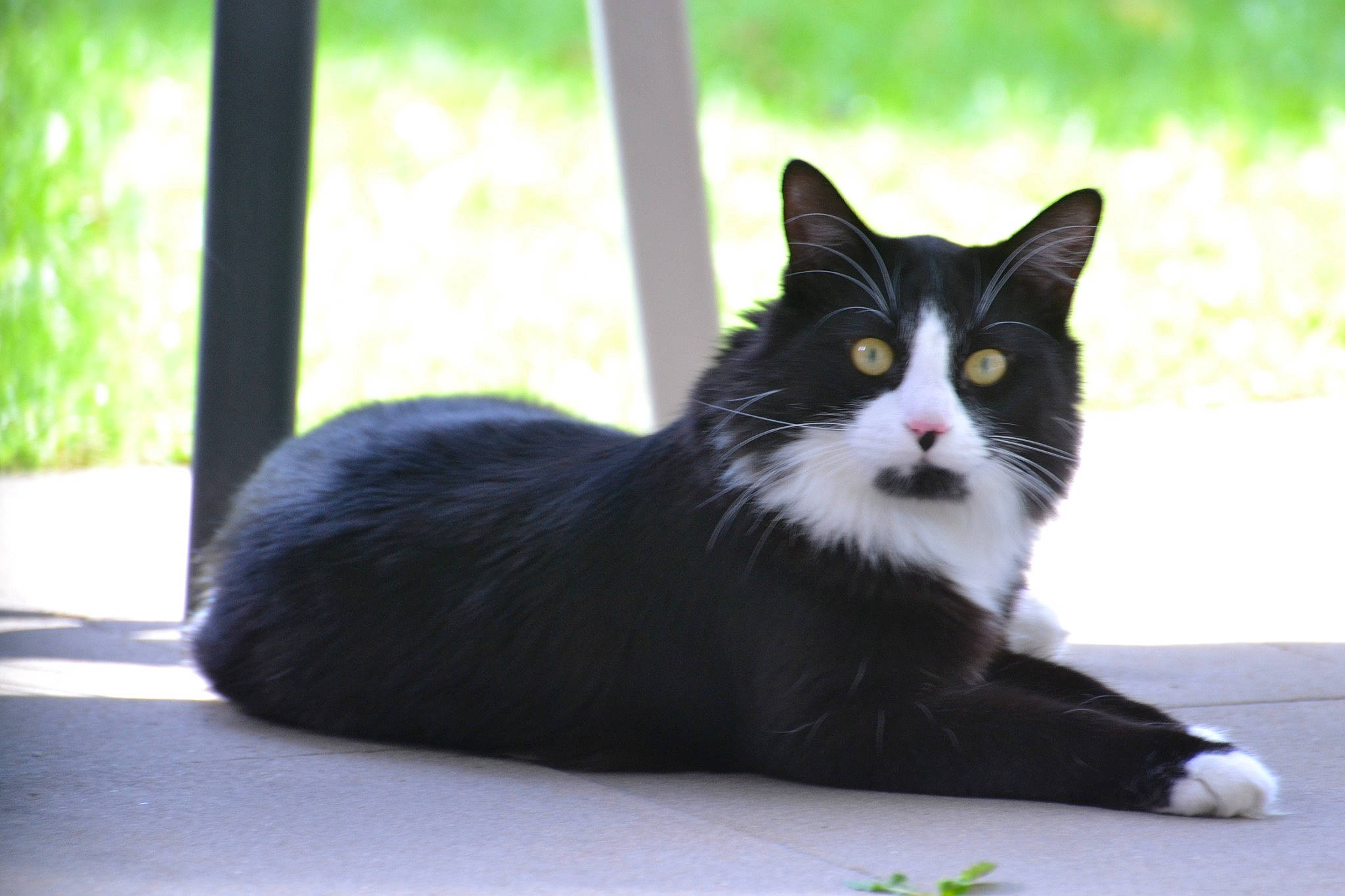 Réglisse participe au concours pour gagner de l'argent avec cette photo : black_cat, carnivore, cat, domestic_short_haired_cat, felidae, foot, fur, grass, paw, plant, sitting, small_to_medium_sized_cats, snout, tail, terrestrial_animal, tints_and_shades, whiskers, window