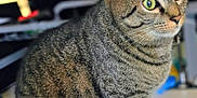 Drew is registered to the contest to win money with this photo: cat, tabby_cat, indoor, pet, animal, feline, close_up, green_eyes, fur, whiskers, sitting, striped, domestic_cat, cute, portrait, mammal, ears, alert, soft_background, focused