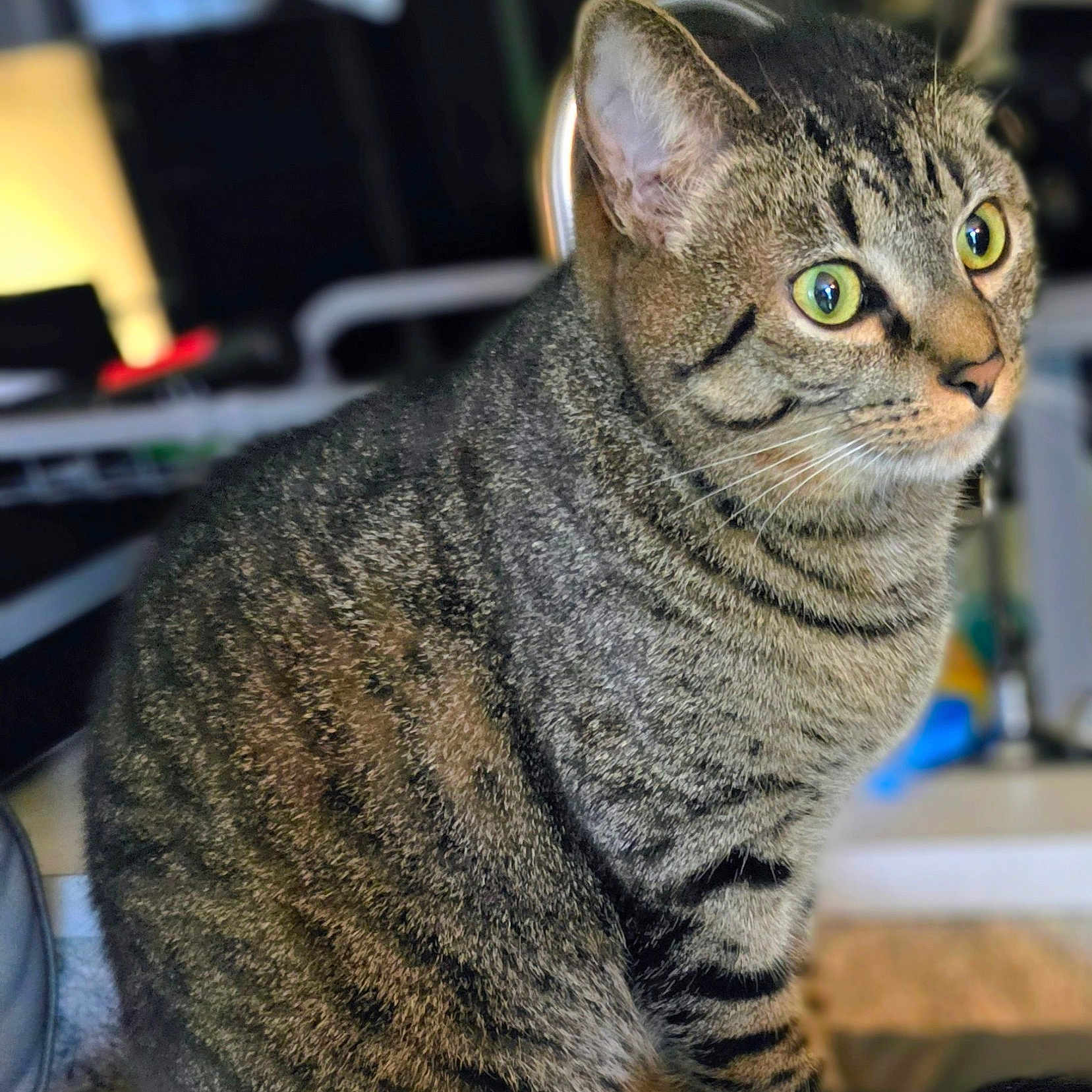 Drew is registered to the contest to win money with this photo: alert, animal, cat, close_up, cute, domestic_cat, ears, feline, focused, fur, green_eyes, indoor, mammal, pet, portrait, sitting, soft_background, striped, tabby_cat, whiskers