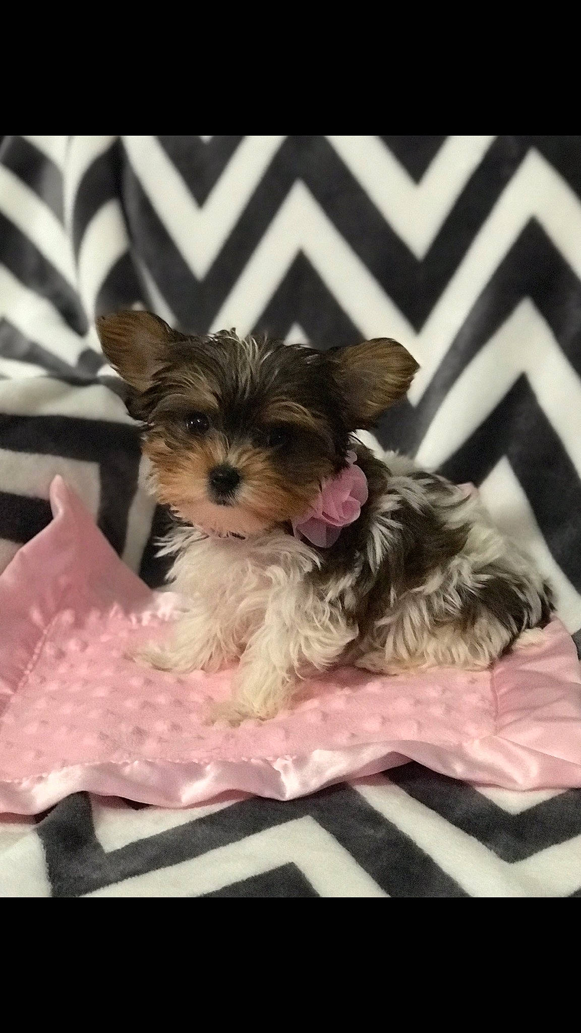 Dixie joined the competition — help win amazing prizes! biewer_terrier, canidae, carnivore, chinese_imperial_dog, companion_dog, dog, dog_breed, maltepoo, mammal, morkie, puppy, rare_breed_dog, schnoodle, shih_tzu, small_terrier, terrier, toy_dog, vertebrate, yorkipoo, yorkshire_terrier