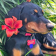 Ruby Rose joined the competition — help win amazing prizes! dog, lily_flower, greenery, collar, pet_tag, outdoor, nature, plant, leaf, grass, resting, black_coat, tan_markings, animal, close_up, summer, sunlight, portrait, calm, cute