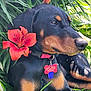 dog, lily_flower, greenery, collar, pet_tag, outdoor, nature, plant, leaf, grass, resting, black_coat, tan_markings, animal, close_up, summer, sunlight, portrait, calm, cute