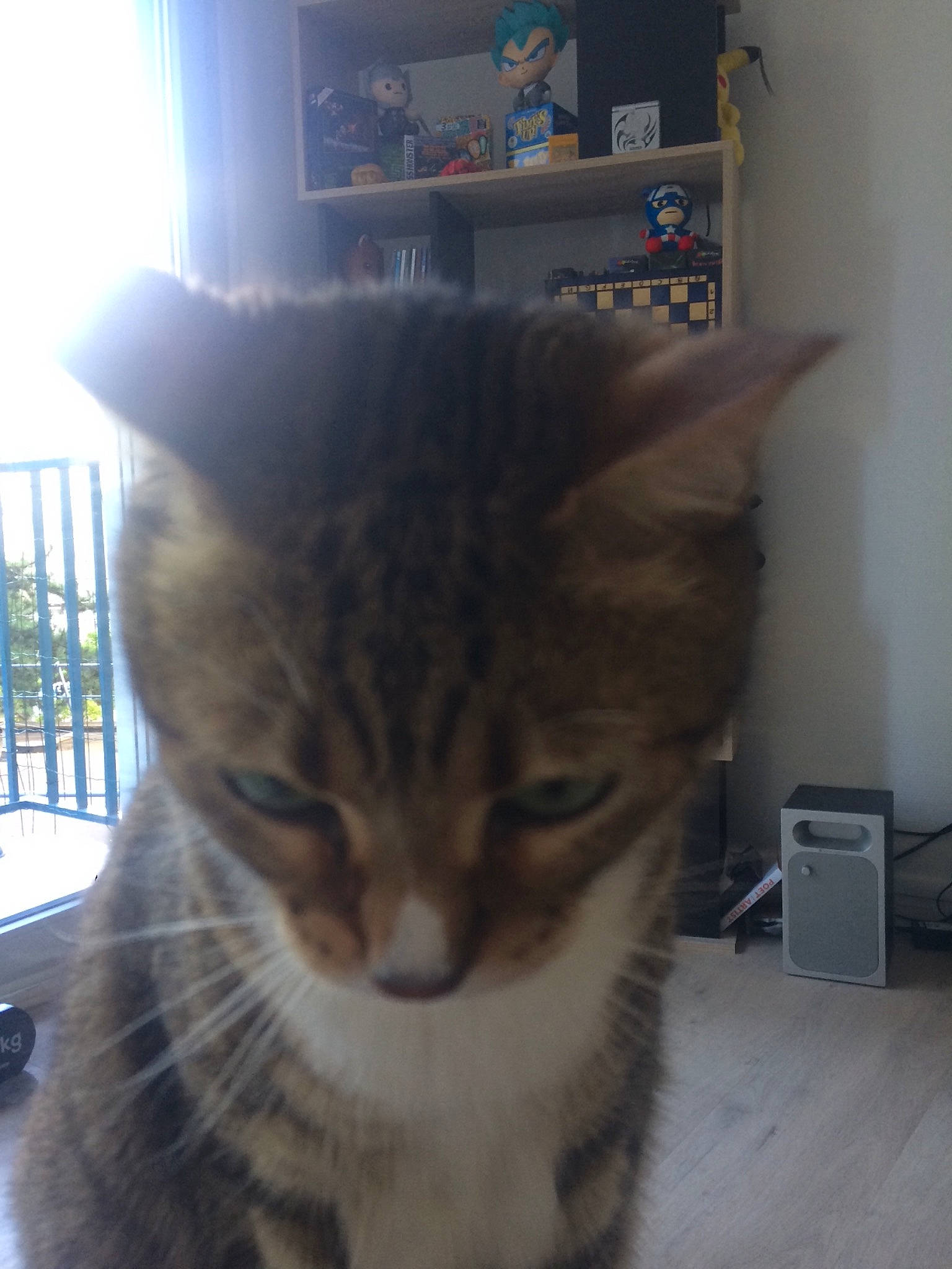 Maximus a rejoint le concours — aidez-le/la à gagner de superbes lots ! aegean_cat, american_shorthair, american_wirehair, asian, bengal, california_spangled, carnivore, cat, domestic_short_haired_cat, dragon_li, egyptian_mau, european_shorthair, eye, felidae, fur, kitten, mammal, small_to_medium_sized_cats, tabby_cat, whiskers