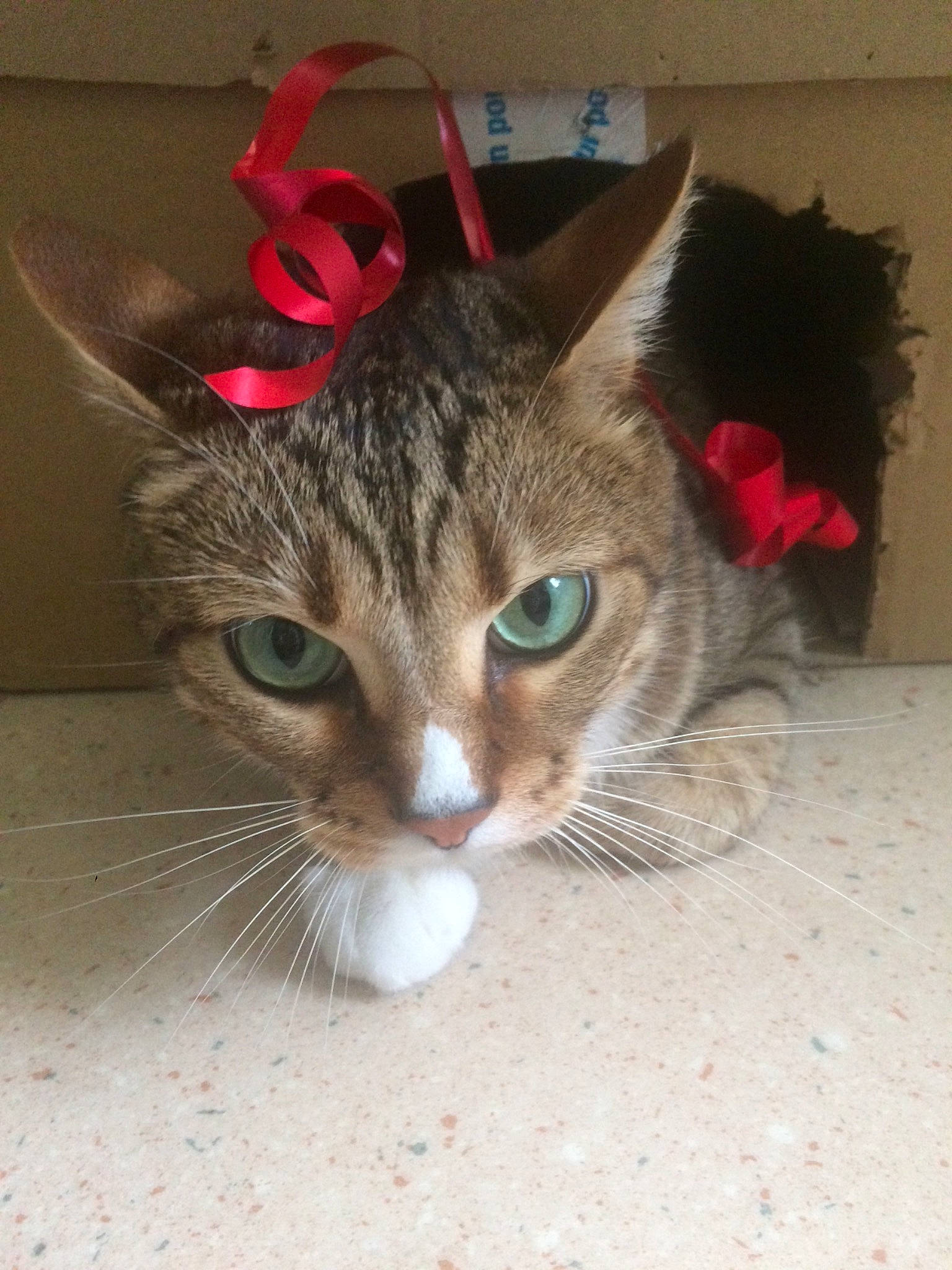 Maximus a rejoint le concours — aidez-le/la à gagner de superbes lots ! aegean_cat, american_shorthair, asian, carnivore, cat, domestic_short_haired_cat, ear, european_shorthair, eye, fawn, felidae, fur, kitten, mammal, nose, small_to_medium_sized_cats, snout, tabby_cat, tail, whiskers