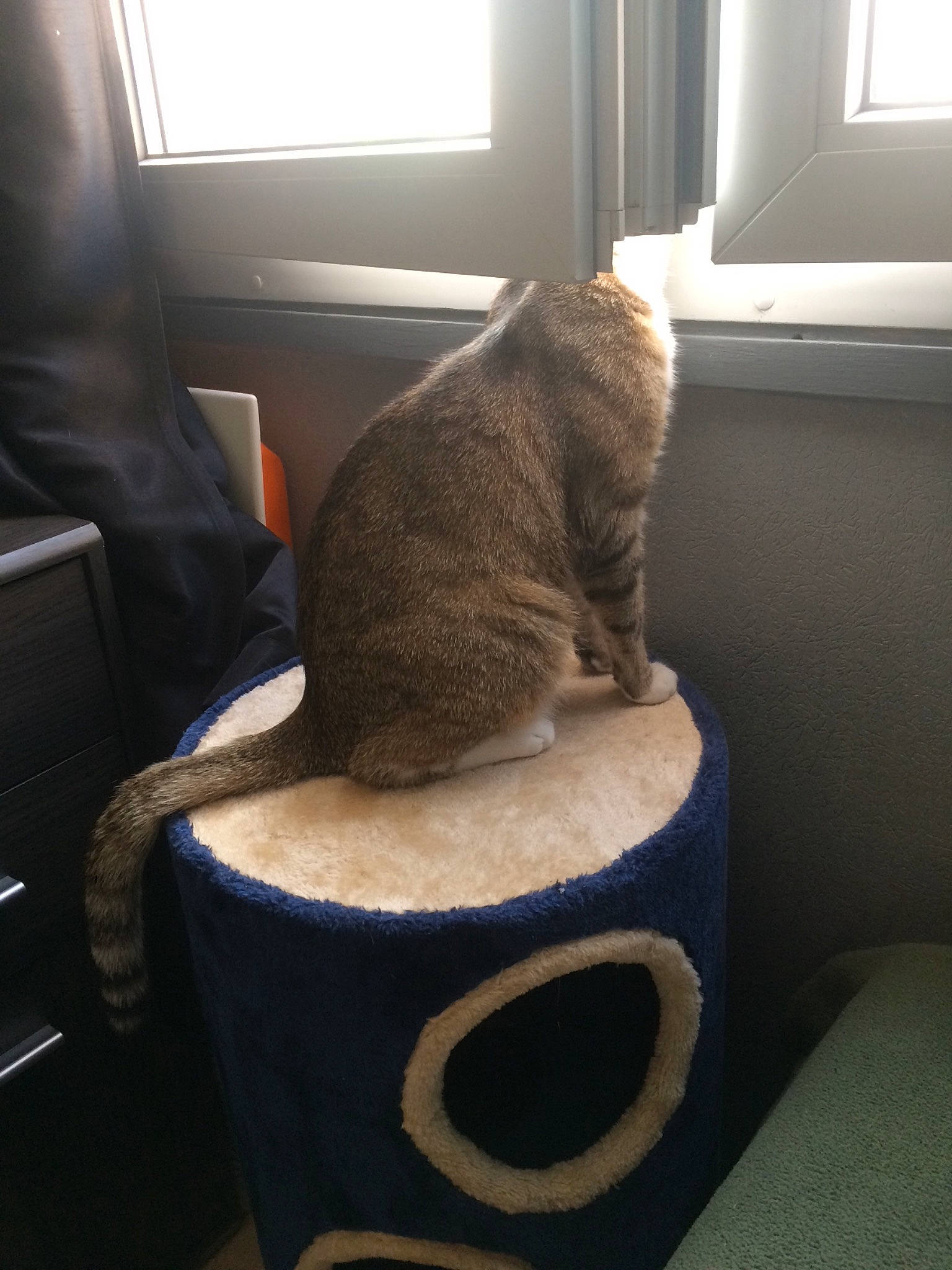 Maximus a rejoint le concours — aidez-le/la à gagner de superbes lots ! british_shorthair, carnivore, cat, chartreux, domestic_short_haired_cat, european_shorthair, felidae, russian_blue, small_to_medium_sized_cats, tail, whiskers, wood