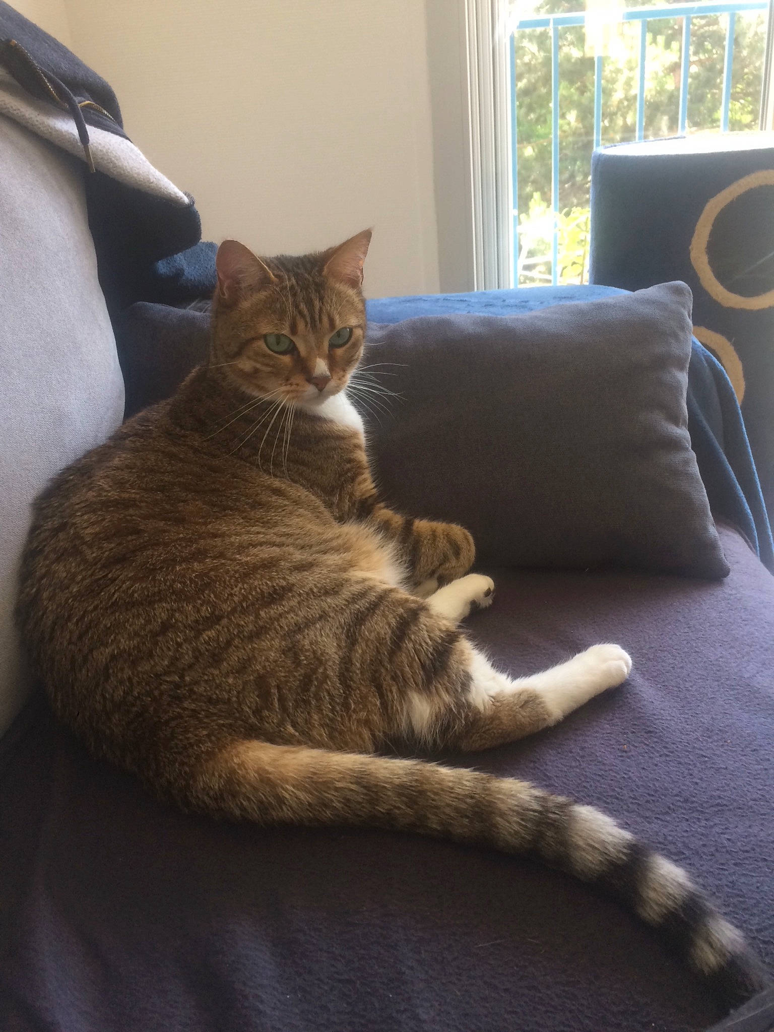 Maximus participe au concours pour gagner de l'argent avec cette photo : asian, carnivore, cat, chair, comfort, domestic_short_haired_cat, dragon_li, european_shorthair, felidae, fur, furniture, kitten, room, small_to_medium_sized_cats, tabby_cat, tail, whiskers