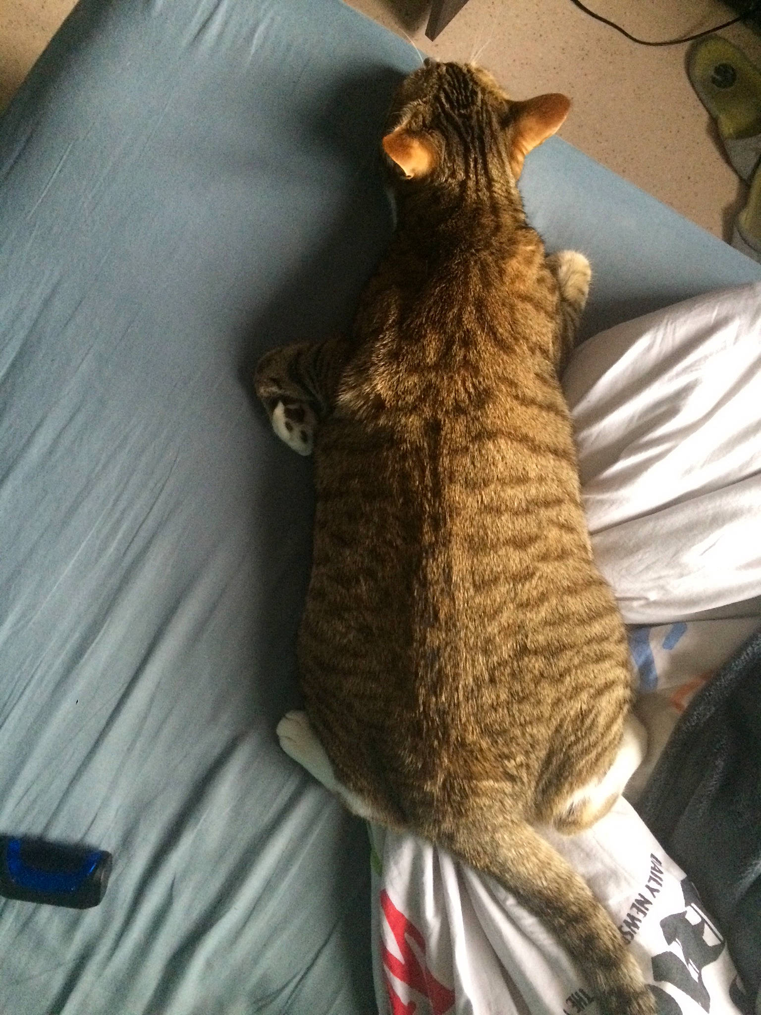 Maximus a rejoint le concours — aidez-le/la à gagner de superbes lots ! california_spangled, carnivore, cat, chausie, domestic_short_haired_cat, european_shorthair, felidae, fur, german_rex, knitting, ocicat, pixie_bob, small_to_medium_sized_cats, tabby_cat, tail, thread, whiskers