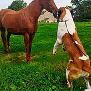 Titan a rejoint le concours — aidez-le/la à gagner de superbes lots ! animal, animal_meeting, brown_and_white, chestnut, clover, dog, farm, farmhouse, field, grass, horse, leash, nature, nose_to_nose, outdoors, pasture, rural, sky, standing, trees