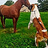 animal, animal_meeting, brown_and_white, chestnut, clover, dog, farm, farmhouse, field, grass, horse, leash, nature, nose_to_nose, outdoors, pasture, rural, sky, standing, trees