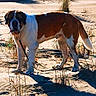 Titan participe au concours pour gagner de l'argent avec cette photo : alert, animal, beach, brown_and_white, coast, collar, dog, dunes, grass, leash, long_tail, nature, outdoors, pet, photography, portrait, sand, shadows, standing, sunlight