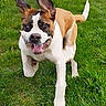 Titan participe au concours pour gagner de l'argent avec cette photo : animal, black_nose, brown_and_white, daylight, dog, floppy_ears, grass, happy, open_mouth, outdoor, park, pet, portrait, puppy, running, short_fur, smiling, standing, tail, upright_ears