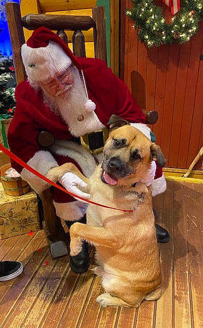 Bash joined the competition — help win amazing prizes! carnivore, collar, companion_dog, dog, dog_breed, dog_collar, event, fawn, fictional_character, flooring, fur, hat, holiday, lap, santa_claus, sporting_group, tree, wood, working_animal, wrinkle
