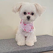 Perlita is registered to the contest to win money with this photo: accessories, animal, bandana, canine, cushion, dog, dogbed, eskimodog, formalwear, head, headband, homedecor, person, pet, poodle, puppy, snout, terrier, tie, whitedog