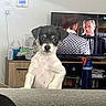 animal, black_and_white, cabinet, couch, curious, dog, domestic, furniture, home, indoor, living_room, papers, person_on_tv, pet, puppy, screen, television, watching_tv, water_bottle, wooden