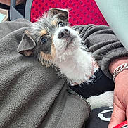 Bailey a rejoint le concours — aidez-le/la à gagner de superbes lots ! dog, pet, animal, fleece_jacket, person, hand, bracelet, glasses, red_object, seat, fabric, closeup, indoors, cute, fur, face, ears, eyes, snout, cozy