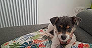 Bailey participe au concours pour gagner de l'argent avec cette photo : animal, colorful, couch, cute, dog, domestic_animal, floral, fur, indoor, leaf, looking, patterned_pillow, pet, pillow, puppy, radiator, resting, small_dog, white_wall, young_dog