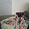 Bailey participe au concours pour gagner de l'argent avec cette photo : puppy, dog, couch, pillow, indoor, pet, small_dog, white_wall, radiator, patterned_pillow, floral, leaf, colorful, resting, young_dog, fur, looking, animal, domestic_animal, cute