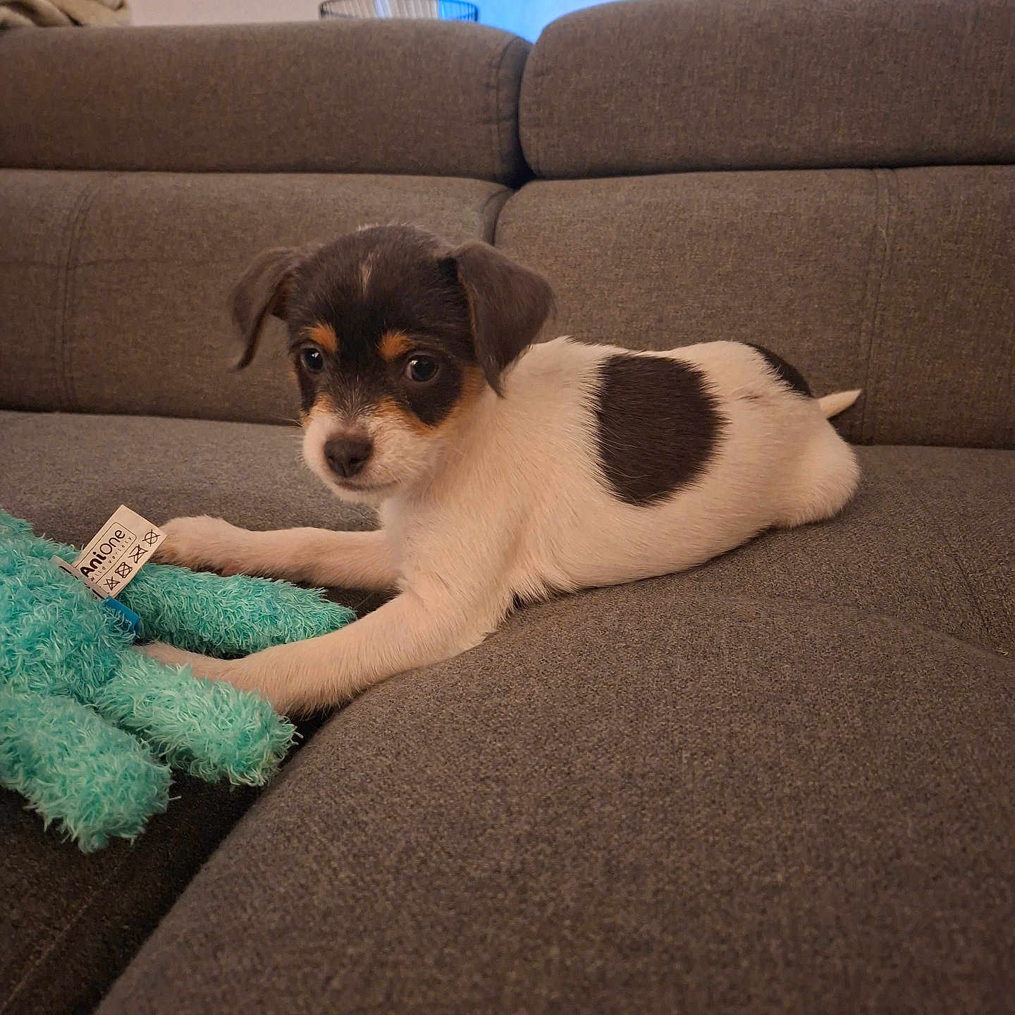 Bailey