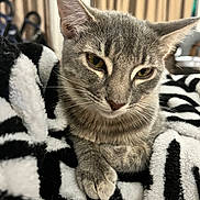 Lucy is registered to the contest to win money with this photo: cat, tabby, gray_cat, pet, feline, animal, indoor, blanket, soft_texture, cozy, resting, whiskers, ears, close_up, portrait, cute, sleepy, domestic_cat, striped, relaxed