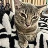 cat, tabby, gray_cat, pet, feline, animal, indoor, blanket, soft_texture, cozy, resting, whiskers, ears, close_up, portrait, cute, sleepy, domestic_cat, striped, relaxed
