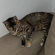 Xalya a rejoint le concours — aidez-le/la à gagner de superbes lots ! cat, tabby, sleeping, couch, furniture, indoor, pet, resting, cozy, relaxed, fur, whiskers, paws, wall, comfort, home, animal, mammal, domestic, cute