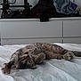 Xalya participe au concours pour gagner de l'argent avec cette photo : cat, bed, white_bedspread, stretching, tongue_out, spotted_cat, indoor, furniture, dresser, clothes, 3d_printer, relaxing, cute, pet, animal, playful, sleepy, cozy, mischievous, home
