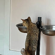 Xalya a rejoint le concours — aidez-le/la à gagner de superbes lots ! cat, tabby_cat, drinking, water_bowl, metal_bowl, pet_feeder, indoor, wooden_floor, beige_wall, curious, standing, hind_legs, feline, animal, pet, domestic_cat, tail, ears, fur, side_view
