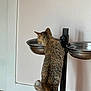 cat, tabby_cat, drinking, water_bowl, metal_bowl, pet_feeder, indoor, wooden_floor, beige_wall, curious, standing, hind_legs, feline, animal, pet, domestic_cat, tail, ears, fur, side_view