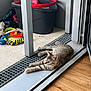 Xalya participe au concours pour gagner de l'argent avec cette photo : cat, tabby_cat, pet_toys, bucket, doorway, floor, wooden_floor, concrete_floor, grate, indoor, outdoor, relaxed, stretching, animal, playful, home, light, shadow, grey_wall, colorful