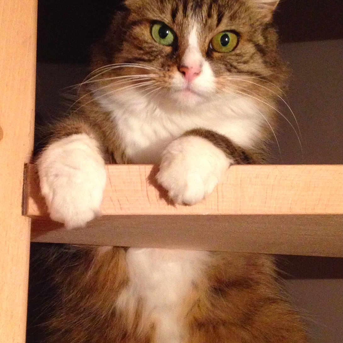 Chicoune a rejoint le concours — aidez-le/la à gagner de superbes lots ! abyssinian, angora, animal, bookcase, box, cabinet, cat, closet, crate, cupboard, drawer, furniture, hardwood, indoors, kitten, manx, pet, plywood, shelf, wood