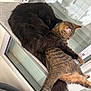 cat, tabby_cat, black_cat, window, window_perch, feline, pet, animal, indoor, resting, cozy, fur, tail, sleeping, cute, companions, household, relaxing, friendship, embrace