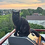 cat, black_cat, grill, sunset, outdoor, balcony, nature, greenery, feline, pet, animal, evening, backyard, domestic_cat, sitting, quiet, calm, fur, whiskers, tail