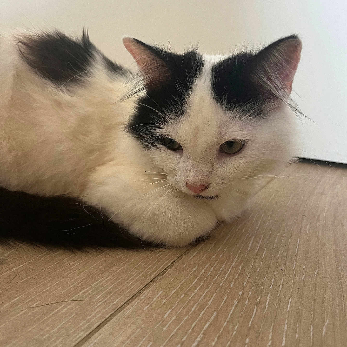 Voltaire a rejoint le concours — aidez-le/la à gagner de superbes lots ! animal, black, calm, cat, closeup, cozy, curled_up, cute, ears, feline, floor, fur, indoor, pet, resting, sleepy, soft, whiskers, white, wooden_floor