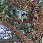 Voltaire a rejoint le concours — aidez-le/la à gagner de superbes lots ! adventure, animal, bark, black_and_white, branches, cat, climbing, curious, daylight, exploration, forest, fur, leaves, nature, outdoor, pet, pine_tree, tree, wildlife, wood