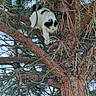 Voltaire a rejoint le concours — aidez-le/la à gagner de superbes lots ! adventure, animal, bark, black_and_white, branches, cat, claws, climbing, curious, daylight, forest, fur, mammal, nature, outdoor, pet, pine_tree, tree, twig, wildlife