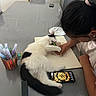 art_supplies, black_and_white_cat, cat, chair, colorful, drawing, earrings, fluffy_cat, glasses, hair_tie, hand, indoor, paper, pencil, person, phone, playful, refrigerator, relaxed, table