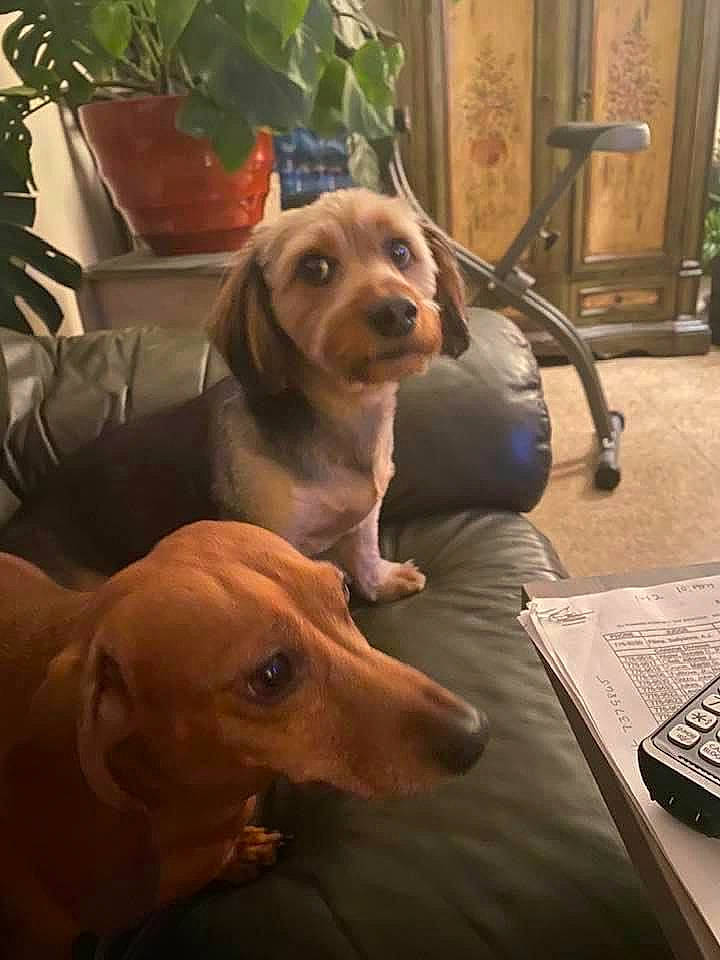 Bailey joined the competition — help win amazing prizes! carnivore, chair, comfort, companion_dog, dog, dog_breed, dog_supply, fawn, floor, flooring, flowerpot, gun_dog, hardwood, houseplant, liver, plant, snout, sporting_group, wood, working_animal