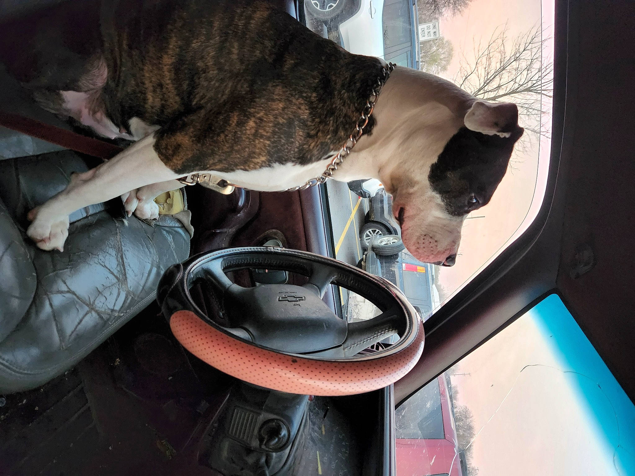 Nova Carroll is registered to the contest to win money with this photo: automotive_lighting, automotive_tire, bumper, carnivore, collar, dog, dog_breed, fawn, fender, gesture, hood, jaw, mammal, snout, sporting_group, tail, vehicle, vehicle_door, vertebrate, windshield