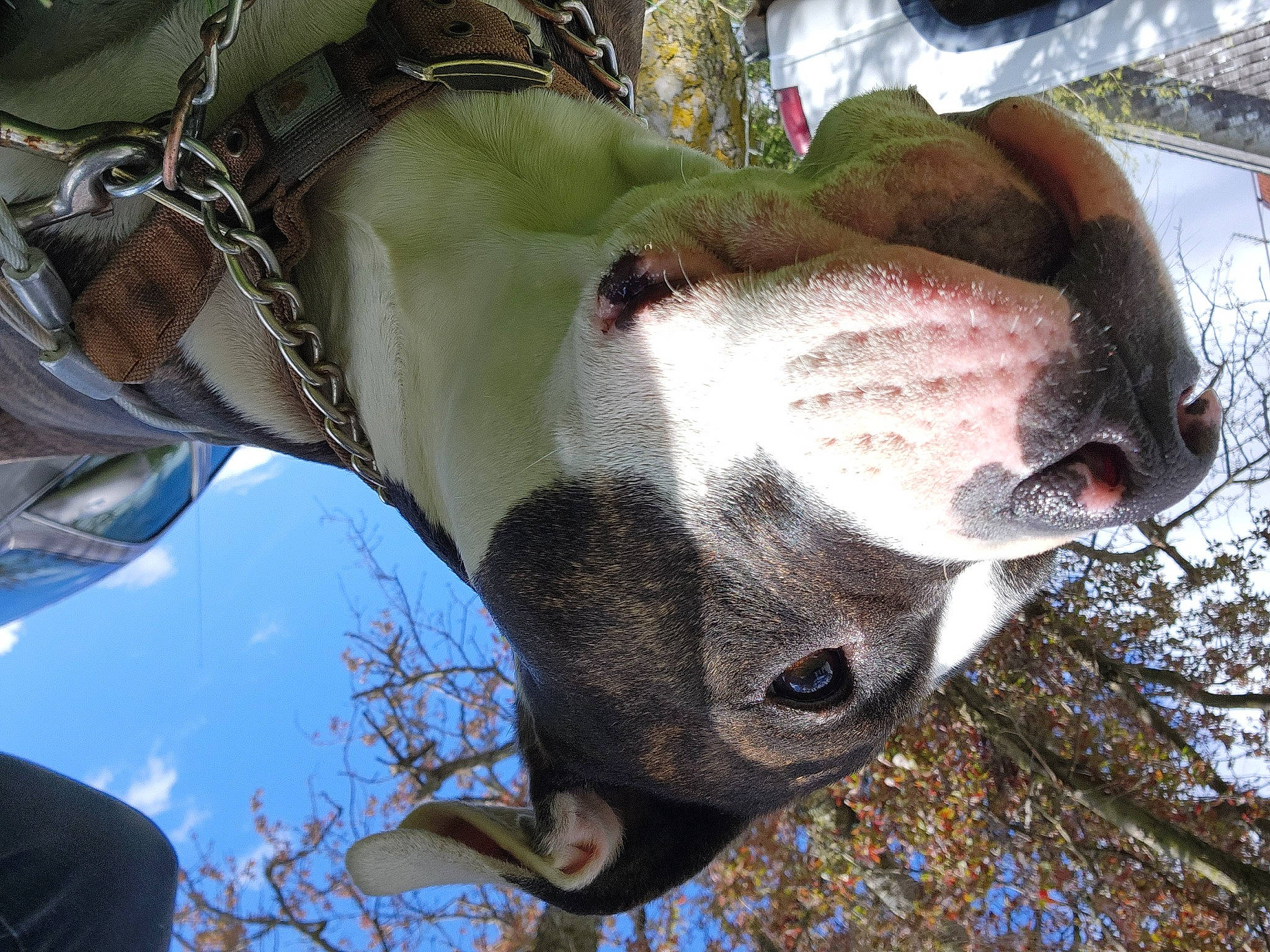 Nova Carroll is registered to the contest to win money with this photo: art, bit, branch, bridle, fawn, horse, organism, pack_animal, plant, sculpture, sky, snout, stallion, terrestrial_animal, tree, trunk, twig, winter, wood, working_animal