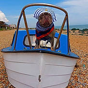 Koda joined the competition — help win amazing prizes! dog, boat, beach, rocks, sea, sky, outdoor, costume, sailor_hat, scarf, pet, animal, water, nature, summer, holiday, portrait, cute, funny, travel