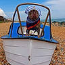 dog, boat, beach, rocks, sea, sky, outdoor, costume, sailor_hat, scarf, pet, animal, water, nature, summer, holiday, portrait, cute, funny, travel