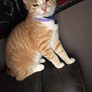 Garfield joined the competition — help win amazing prizes! cat, orange_tabby, collar, pet, feline, indoor, leather_couch, sitting, resting, fur, whiskers, ears, animal, domestic_cat, cute, portrait, household, relaxed, furniture, companion