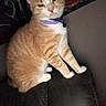cat, orange_tabby, collar, pet, feline, indoor, leather_couch, sitting, resting, fur, whiskers, ears, animal, domestic_cat, cute, portrait, household, relaxed, furniture, companion