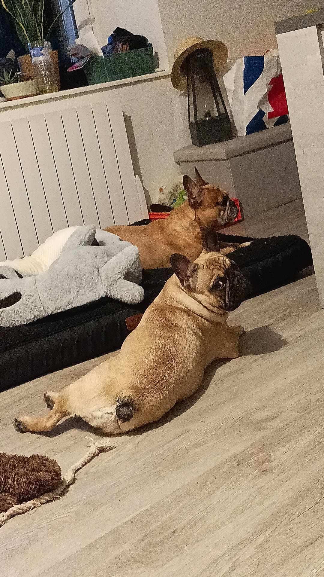 Bibi a rejoint le concours — aidez-le/la à gagner de superbes lots ! carnivore, comfort, companion_dog, dog_breed, fawn, felidae, floor, flooring, foot, fur, grey, hardwood, room, seal, snout, terrestrial_animal, whiskers, wildlife, wood, working_animal