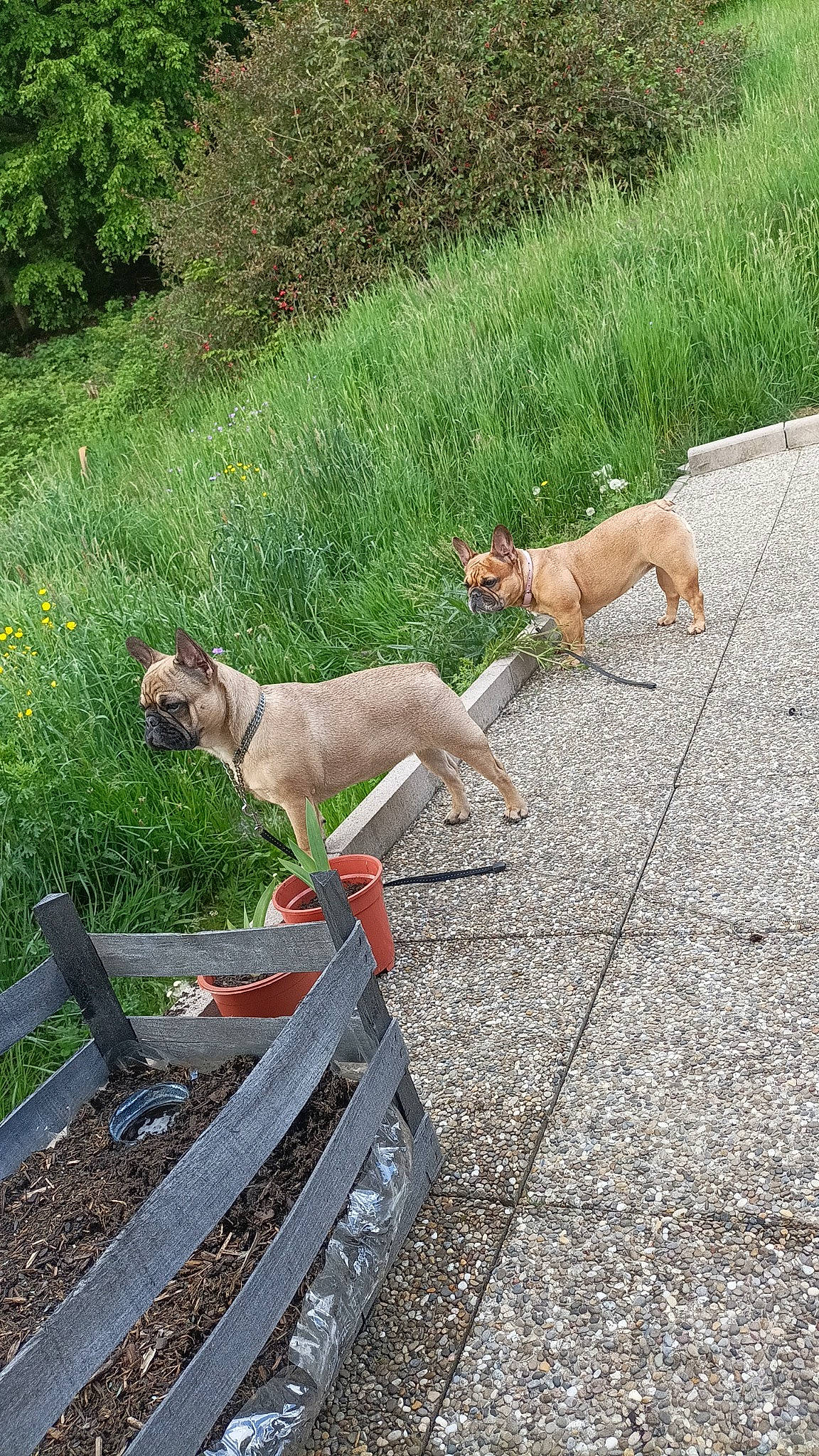 Bibi a rejoint le concours — aidez-le/la à gagner de superbes lots ! canidae, carnivore, collar, companion_dog, dog, dog_breed, fawn, garden_hose, grass, groundcover, gun_dog, mammal, plant, road_surface, sporting_group, tail, terrestrial_animal, vertebrate, wood, working_animal